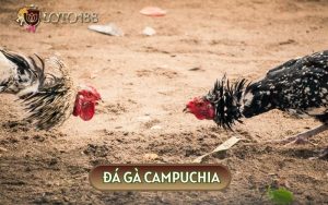 Đá Gà Campuchia - Sân Chơi Hội Tụ Những Trận Chiến Đẫm Máu