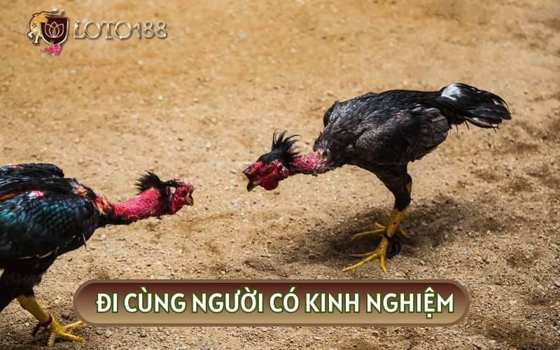 Hãy đi cùng người có kinh nghiệm để không bị “bịp” khi tham gia các hoạt động động giải trí này