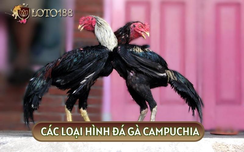 Ngày nay có hai loại hình ĐÁ GÀ CAMPUCHIA là trực tiếp và trực tuyến