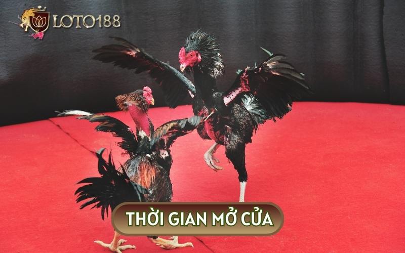 Thời gian mở cửa sẽ diễn ra cả ngày và bắt đầu từ 12 giờ