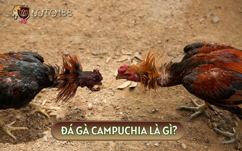 ĐÁ GÀ CAMPUCHIA là hoạt động giải trí được đông đảo sư kê yêu thích