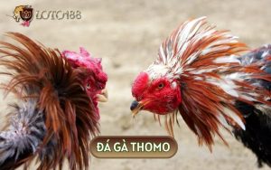 Đá Gà Thomo - Chiến Trường Khốc Liệt Của Hàng Triệu Thần Kê