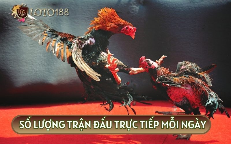 Có thể nói rằng số lượng trận đấu diễn ra mỗi ngày tại Thomo còn lên tới hàng triệu